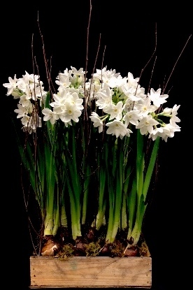 PAPERWHITE PLANTER PAPERWHITE PLANTER