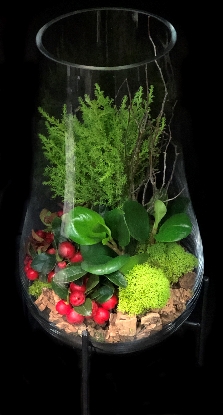 HOLIDAY TERRARIUM HOLIDAY TERRARIUM