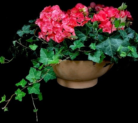 BEGONIA GARDEN BEGONIA GARDEN