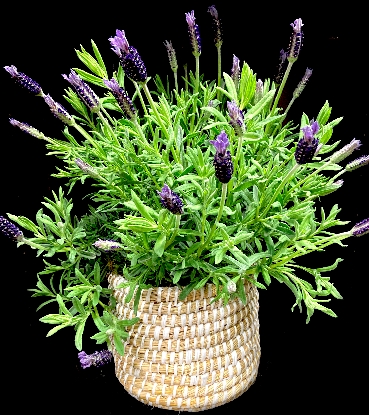 LAVENDER BUSH LAVENDER BUSH