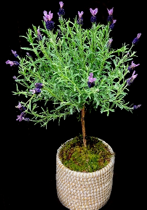 LAVENDER TOPIARY LAVENDER TOPIARY