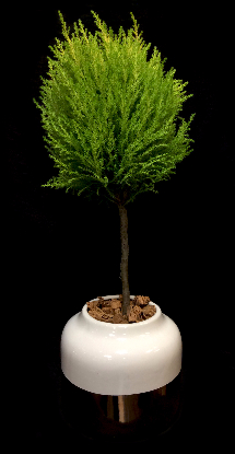 LEMON CYPRESS LEMON CYPRESS
