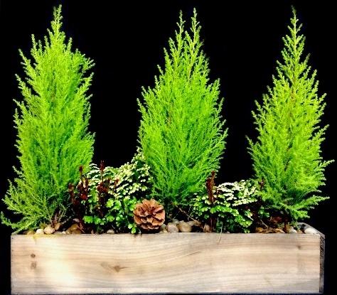 LEMON CYPRESS BOX LEMON CYPRESS BOX