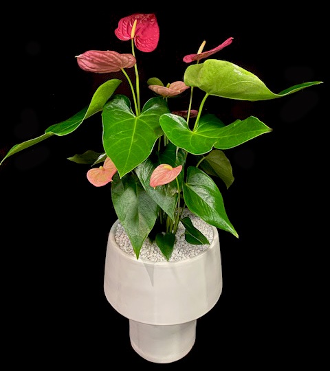 MODERN ANTHURIUM MODERN ANTHURIUM