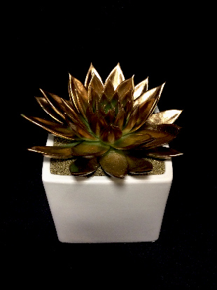 GOLD SUCCULENT GOLD SUCCULENT