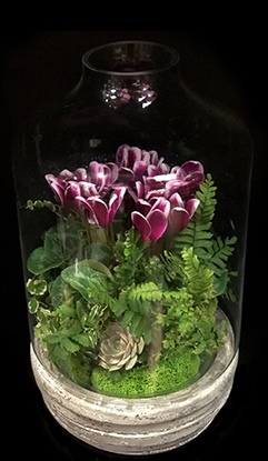 CYCLAMEN TERRARIUM CYCLAMEN TERRARIUM