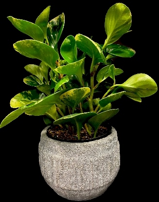 PEPEROMIA PEPEROMIA