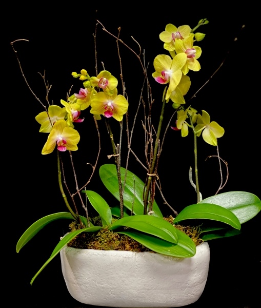PETITE ORCHID GARDEN PETITE ORCHID GARDEN