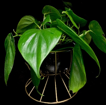 PHILODENDRON PHILODENDRON