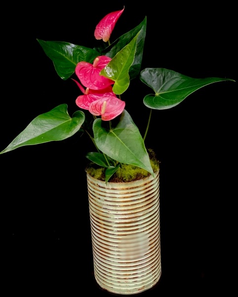 PINK ANTHURIUM PLANT PINK ANTHURIUM PLANT
