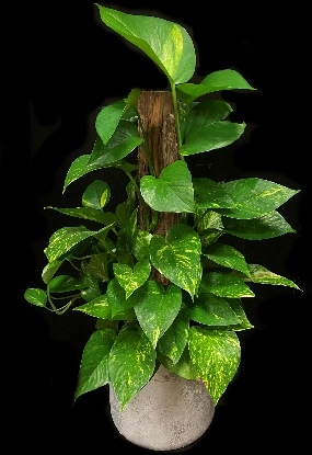 POTHOS TOTHEM POTHOS TOTHEM