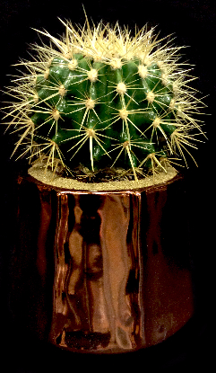 ROSE GOLD BARREL CACTUS ROSE GOLD BARREL CACTUS