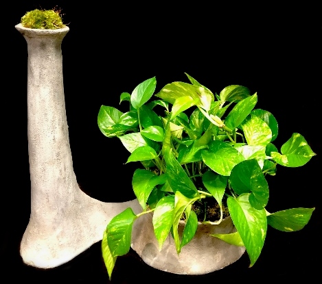 SCULPTURAL POTHOS SCULPTURAL POTHOS