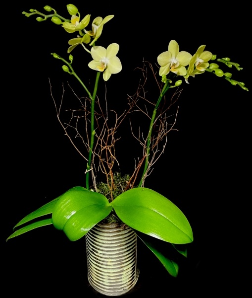SPRING ORCHID SPRING ORCHID