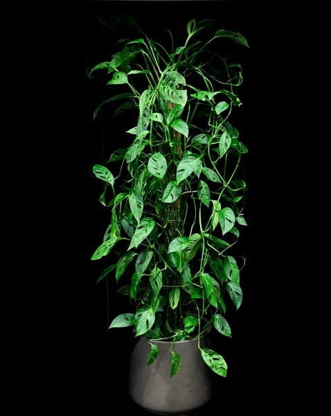 SWISS CHEESE MONSTERA POLE SWISS CHEESE MONSTERA POLE