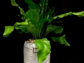 BIRDS NEST FERN BIRDS NEST FERN