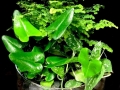 FERN GARDEN FERN GARDEN