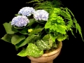 HYDRANGEA IN REPOSE HYDRANGEA IN REPOSE