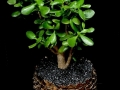 JADE JADE