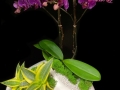 MODERN ORCHID MODERN ORCHID