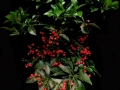 ARDISIA PLANT ARDISIA PLANT