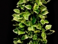 PEARLS & JADE POTHOS TOTEM PEARLS & JADE POTHOS TOTEM