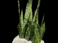 SNAKE PLANT IN FAUX BOIS SNAKE PLANT IN FAUX BOIS