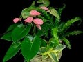 ANTHURIUM GARDEN ANTHURIUM GARDEN
