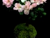AZALEA TOPIARY MINI AZALEA TOPIARY MINI