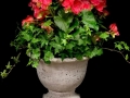 BEGONIA URN BEGONIA URN