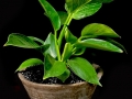 BIRKIN PHILODENDRON BIRKIN PHILODENDRON