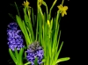BLOOMING GARDEN BLOOMING GARDEN