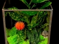 BRONZE TERRARIUM BRONZE TERRARIUM