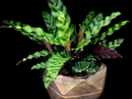 CALATHEA PLANT CALATHEA PLANT