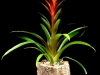 CAMPFIRE BROMELIAD CAMPFIRE BROMELIAD