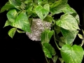 CASCADING POTHOS CASCADING POTHOS