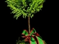 LEMON CYPRESS LEMON CYPRESS