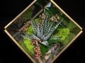CUT SUCCULENT BOX CUT SUCCULENT BOX
