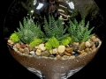 CUT SUCCULENT GARDEN CUT SUCCULENT GARDEN