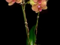 DAYBREAK ORCHID DAYBREAK ORCHID