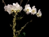 EXQUISITE ORCHID EXQUISITE ORCHID