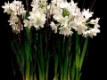 PAPERWHITE PLANTER PAPERWHITE PLANTER