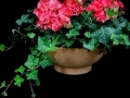BEGONIA GARDEN BEGONIA GARDEN