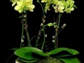 ORCHID GARDEN ORCHID GARDEN