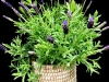 LAVENDER BUSH LAVENDER BUSH