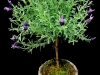 LAVENDER TOPIARY LAVENDER TOPIARY