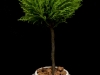 LEMON CYPRESS LEMON CYPRESS