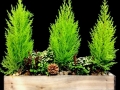 LEMON CYPRESS BOX LEMON CYPRESS BOX