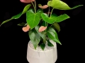 MODERN ANTHURIUM MODERN ANTHURIUM