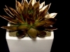 GOLD SUCCULENT GOLD SUCCULENT